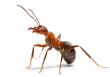 Fire Ant's Avatar